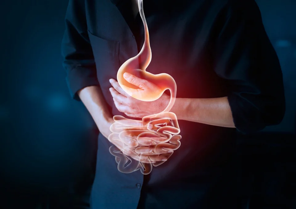 digestive system 2